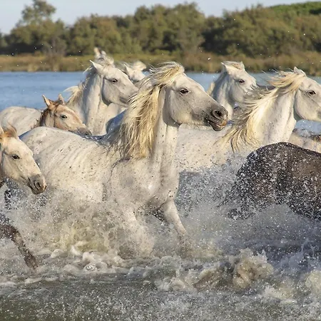 公寓 Du Mas - Amazonite